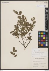 Foto von Salix breviserrata Flod.
